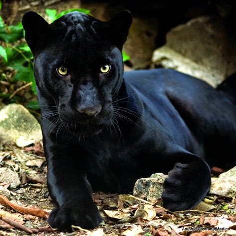 Dark Panthera .
